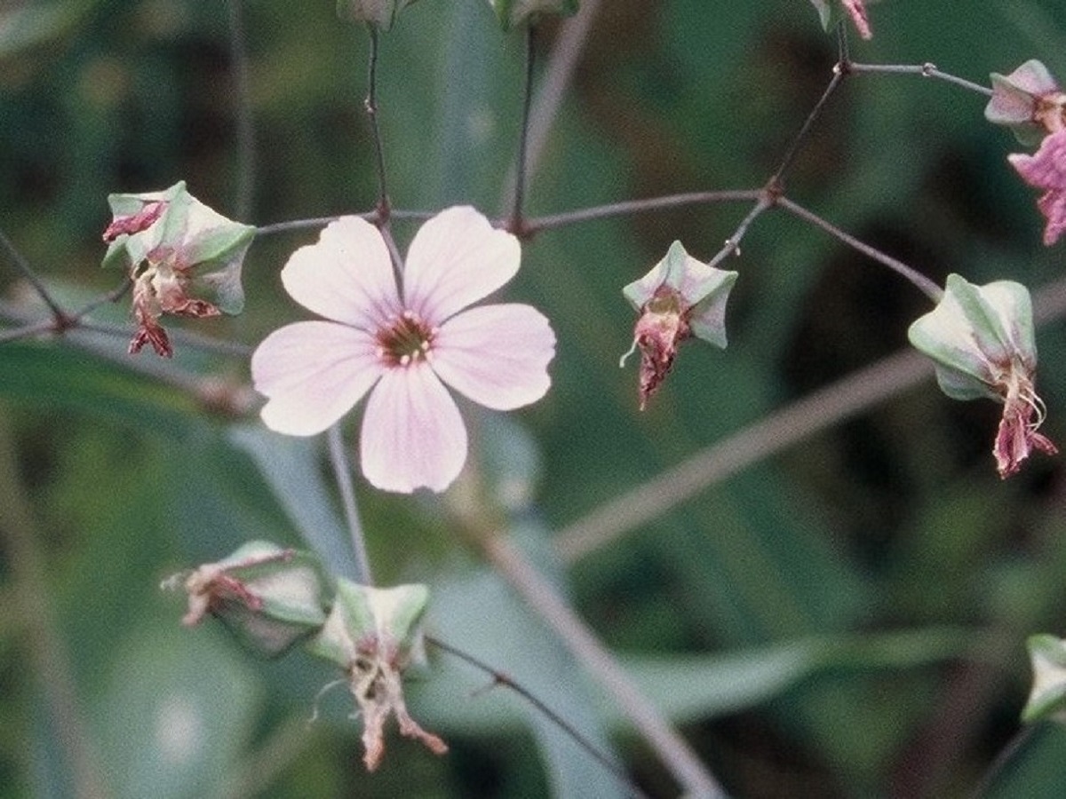 Vaccaria hispanica (Caryophyllaceae)